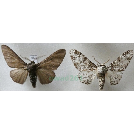 Biston betularia (Linnaeus, 1758) 2xmale Krępak nabrzozak Czech68l